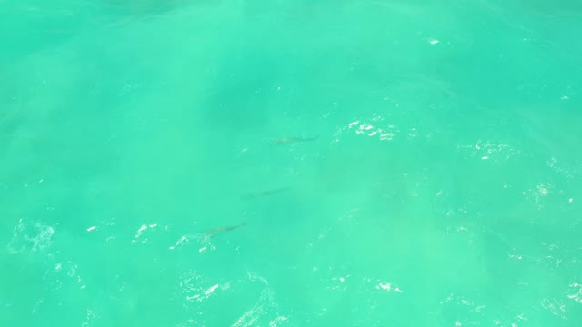 CABO PULMO LOS CABOS BCS MEXICO-2021: Small Fish Swimming in Clear Turquoise Water