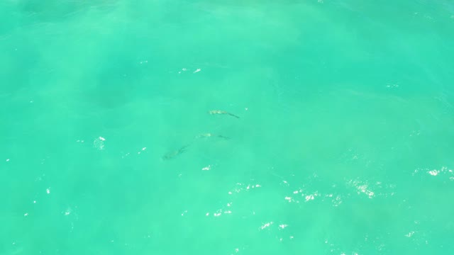 CABO PULMO LOS CABOS BCS MEXICO-2021: Small Fish Swimming in Shallow Turquoise Water
