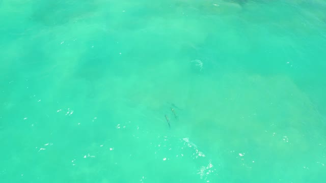 CABO PULMO LOS CABOS BCS MEXICO-2021: Small Fish Swimming in Shallow Clear Turquoise Water