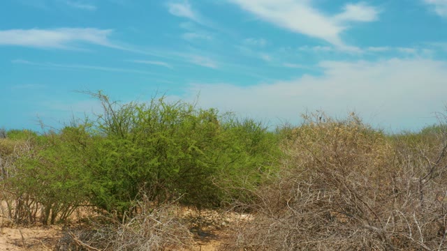 CABO PULMO LOS CABOS BCS MEXICO-2021: Arid Shrubland with Distant Ocean View