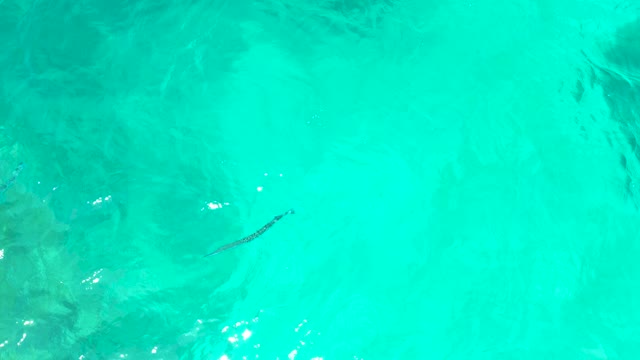 EL TULE BEACH LOS CABOS BCS MEXICO-2021: A Fish Swimming in Clear Turquoise Shallow Water