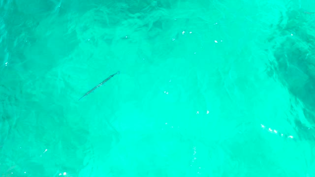EL TULE BEACH LOS CABOS BCS MEXICO-2021: A Fish Swimming in Clear Turquoise Ocean Water