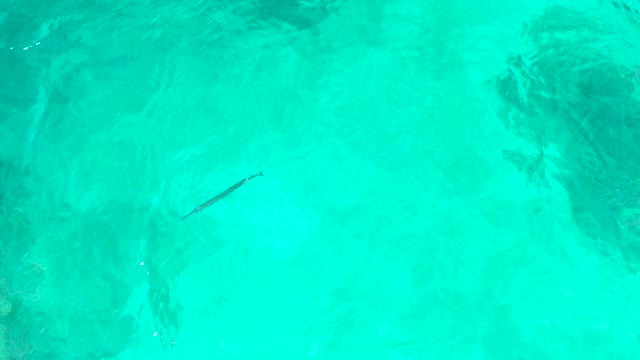 EL TULE BEACH LOS CABOS BCS MEXICO-2021: Long Fish Swimming in Clear Turquoise Water From Above