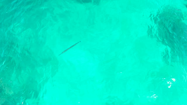 EL TULE BEACH LOS CABOS BCS MEXICO-2021: A Fish Glides Through Clear Turquoise Ocean Water