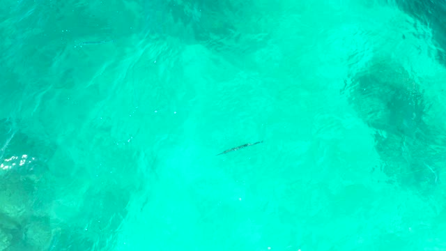 EL TULE BEACH LOS CABOS BCS MEXICO-2021: Overhead View of a Fish in Turquoise Ocean Water