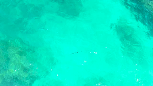 EL TULE BEACH LOS CABOS BCS MEXICO-2021: Small Fish Swimming in Shallow Turquoise Ocean Waters