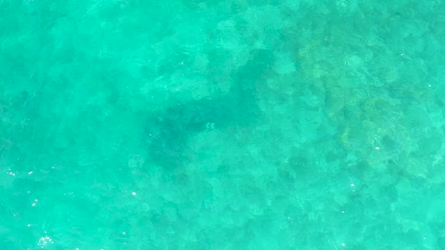 EL TULE BEACH LOS CABOS BCS MEXICO-2021: Marine Animal Gliding in Shallow Turquoise Water