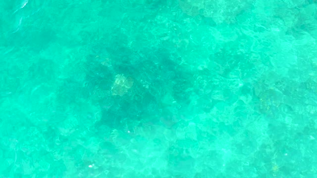 EL TULE BEACH LOS CABOS BCS MEXICO-2021: Sea Turtle Swimming in Clear Turquoise Water