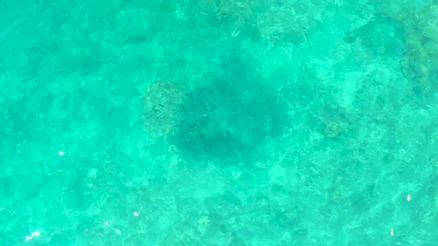 EL TULE BEACH LOS CABOS BCS MEXICO-2021: Sea Turtle Swimming in Clear Turquoise Water