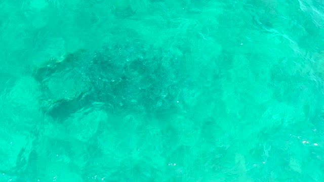 EL TULE BEACH LOS CABOS BCS MEXICO-2021: Sea Turtle Swimming in Clear Turquoise Water