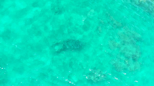 EL TULE BEACH LOS CABOS BCS MEXICO-2021: Sea Turtle Swimming in Clear Turquoise Water