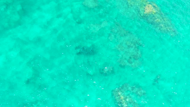 EL TULE BEACH LOS CABOS BCS MEXICO-2021: Sea Turtle Swimming in Clear Turquoise Water
