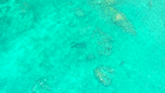 EL TULE BEACH LOS CABOS BCS MEXICO-2021: Fish Swimming in Clear Shallow Turquoise Water