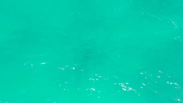 DREAMS LOS CABOS BCS MEXICO-2021: Shark Swimming in Clear Turquoise Ocean Water