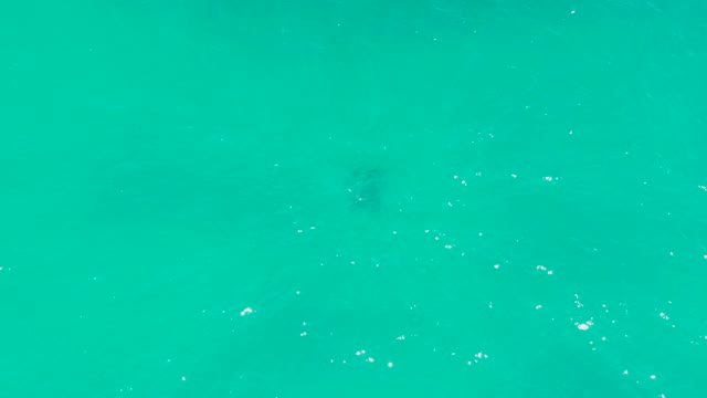 DREAMS LOS CABOS BCS MEXICO-2021: Stingray Swimming in Clear Turquoise Water