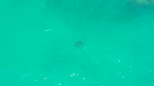 DREAMS LOS CABOS BCS MEXICO-2021: Sea Turtle Swimming in Clear Turquoise Water