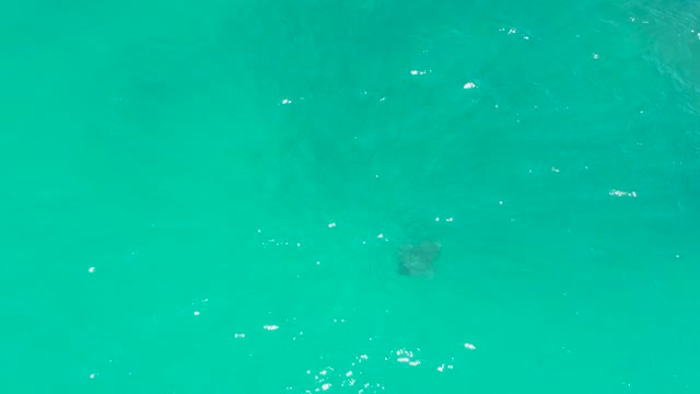 DREAMS LOS CABOS BCS MEXICO-2021: Sea Turtle Swimming in Clear Turquoise Water