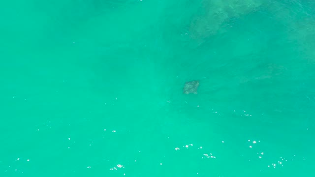 DREAMS LOS CABOS BCS MEXICO-2021: Sea Turtle Gliding Through Clear Turquoise Ocean Water