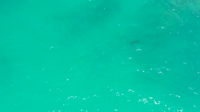 DREAMS LOS CABOS BCS MEXICO-2021: Sea Turtle Swimming in Clear Turquoise Water