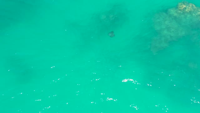 DREAMS LOS CABOS BCS MEXICO-2021: Stingray Swimming in Clear Turquoise Water
