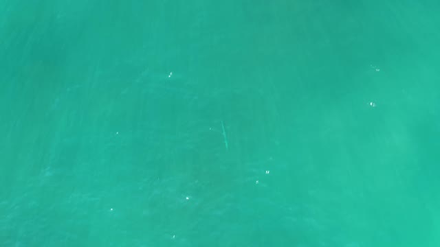 SAN LUIS BEACH EAST CAPE LOS CABOS MEXICO-2021: Small Fish Swimming in Clear Turquoise Water