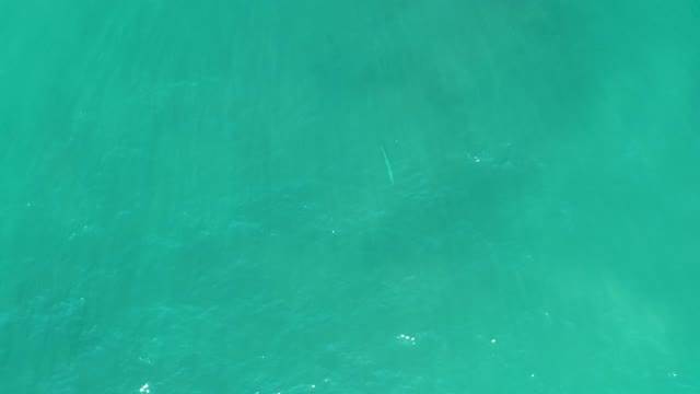 SAN LUIS BEACH EAST CAPE LOS CABOS MEXICO-2021: Dolphin Surfacing in Clear Turquoise Ocean Water