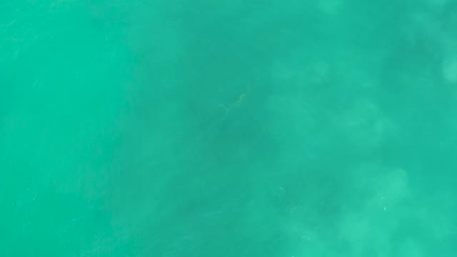 SAN LUIS BEACH EAST CAPE LOS CABOS MEXICO-2021: Shark Swimming in Clear Turquoise Ocean Water