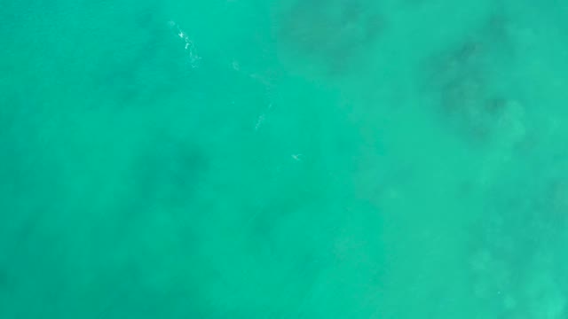 SAN LUIS BEACH EAST CAPE LOS CABOS MEXICO-2021: Small Fish Swimming in Clear Turquoise Water