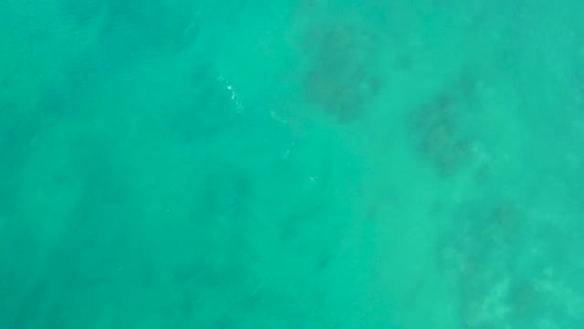 SAN LUIS BEACH EAST CAPE LOS CABOS MEXICO-2021: Small Fish Swimming in Clear Turquoise Water