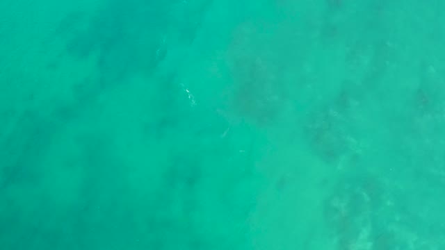 SAN LUIS BEACH EAST CAPE LOS CABOS MEXICO-2021: Sea Turtle Swimming in Clear Turquoise Water