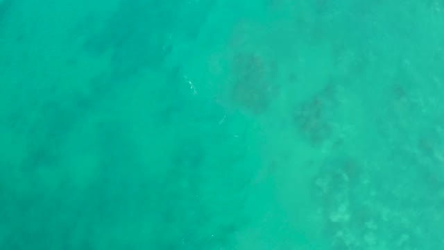 SAN LUIS BEACH EAST CAPE LOS CABOS MEXICO-2021: Small Fish Swimming in Clear Turquoise Ocean Water