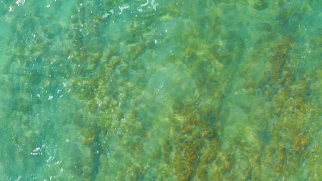 SAN LUIS BEACH EAST CAPE LOS CABOS MEXICO-2021: Clear Turquoise Water with Underwater Vegetation