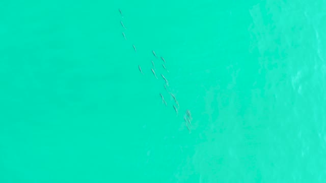 LOS FRALIES LOS CABOS BCS MEXICO-2021: School of Small Fish Swimming in Clear Turquoise Water