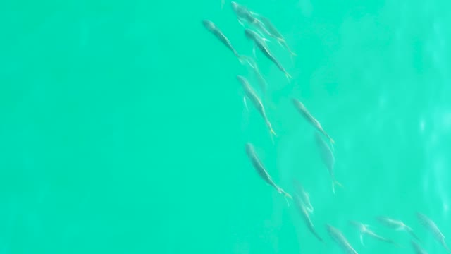 LOS FRALIES LOS CABOS BCS MEXICO-2021: School of Small Fish Swimming in Turquoise Water