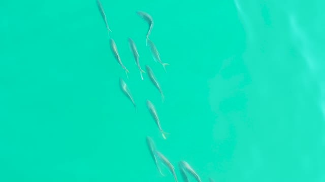 LOS FRALIES LOS CABOS BCS MEXICO-2021: Small Fish School Swimming in Clear Turquoise Water