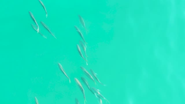 LOS FRALIES LOS CABOS BCS MEXICO-2021: School of Small Fish Swimming in Turquoise Water