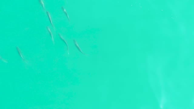 LOS FRALIES LOS CABOS BCS MEXICO-2021: Small Fish Swimming in Clear Turquoise Water