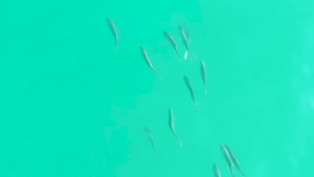 LOS FRALIES LOS CABOS BCS MEXICO-2021: Small Fish Swimming in Clear Turquoise Water