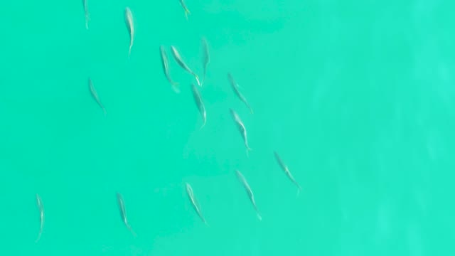 LOS FRALIES LOS CABOS BCS MEXICO-2021: Small Fish Schooling in Clear Turquoise Water