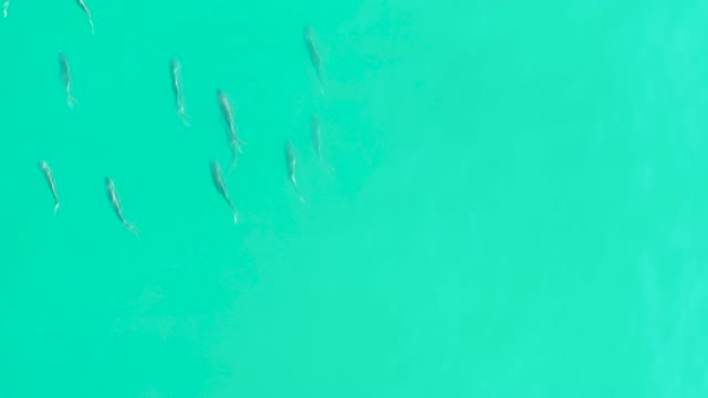 LOS FRALIES LOS CABOS BCS MEXICO-2021: School of Small Fish in Clear Turquoise Water