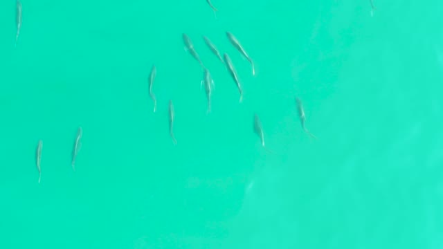 LOS FRALIES LOS CABOS BCS MEXICO-2021: Small Fish School Swimming in Clear Turquoise Water