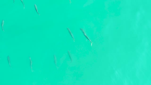 LOS FRALIES LOS CABOS BCS MEXICO-2021: Small Fish Swimming in Clear Turquoise Water
