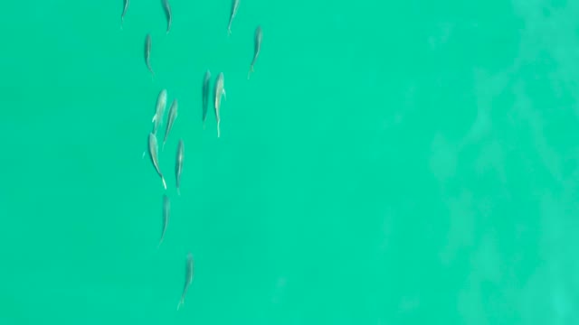 LOS FRALIES LOS CABOS BCS MEXICO-2021: Small Fish Swimming in Turquoise Water