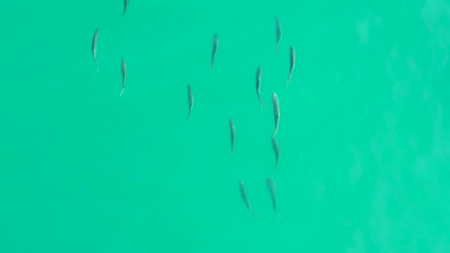 LOS FRALIES LOS CABOS BCS MEXICO-2021: Small Fish Swimming in Clear Turquoise Water