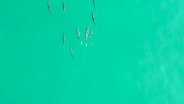 LOS FRALIES LOS CABOS BCS MEXICO-2021: School of Small Fish in Clear Turquoise Water