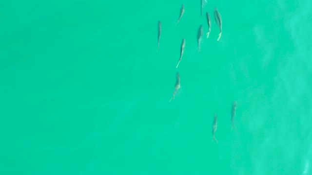 LOS FRALIES LOS CABOS BCS MEXICO-2021: Small Fish Schooling in Clear Turquoise Water