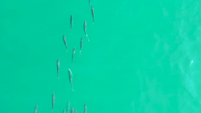 LOS FRALIES LOS CABOS BCS MEXICO-2021: Small Fish School Swimming in Turquoise Water