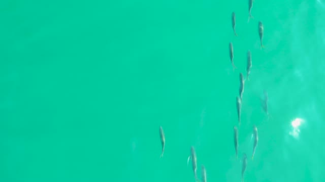 LOS FRALIES LOS CABOS BCS MEXICO-2021: Small Fish School Swimming in Clear Turquoise Water