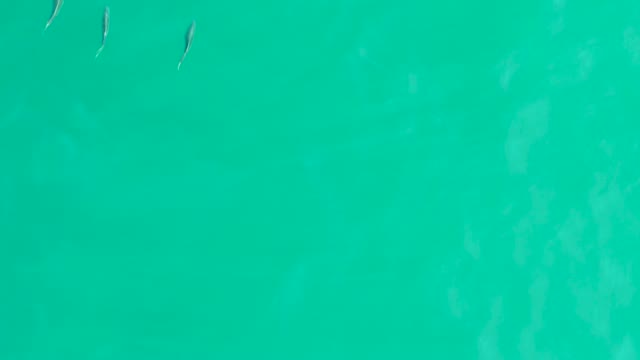 LOS FRALIES LOS CABOS BCS MEXICO-2021: Small Fish Swimming in Clear Turquoise Water