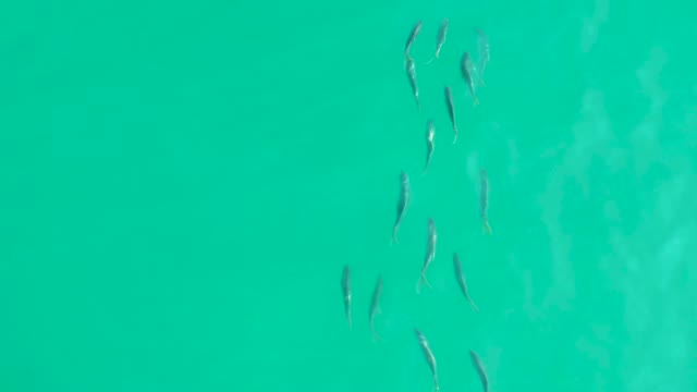 LOS FRALIES LOS CABOS BCS MEXICO-2021: School of Fish Swimming in Clear Turquoise Water